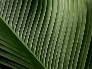 green leaf with line texture