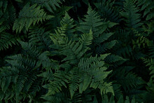 High Angle View Of Fern Leaves