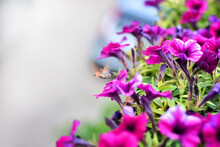 Insect Collects Nectar Among Bright Pink Petunias With Green Leaves