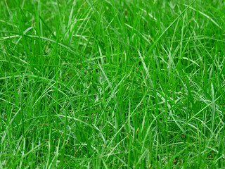 Wall Mural - close up green grass on the lawn background