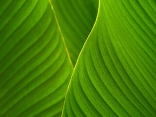 closeup green leaf with line texture