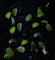 Wall Mural - Mint leaves in a spray of water on black background