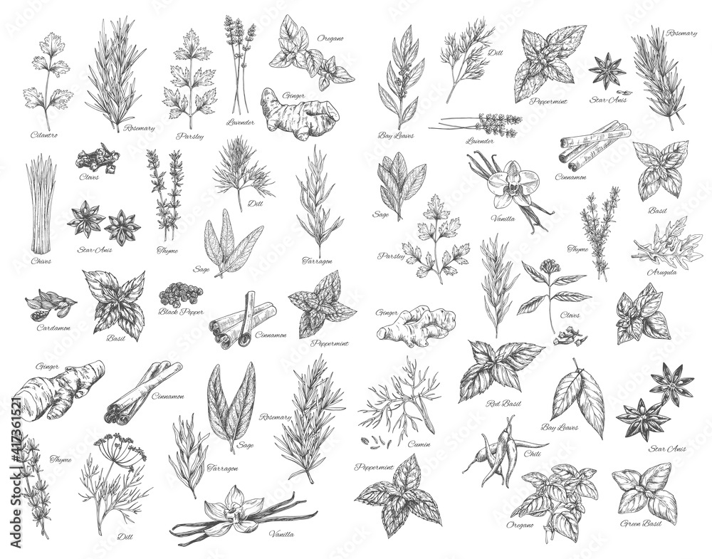 Spices, cooking herbs and seasonings sketch vectors set. Bay leaves, peppermint and sage, cinnamon and ginger, black pepper, cardamon and cloves, basil, oregano and arugula, dill, cilantro and anise - obrazy, fototapety, plakaty 