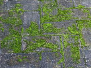 Canvas Print - green moss on brick floor texture