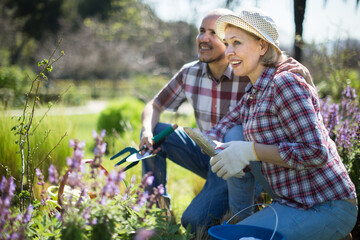 Family work in the garden. Woman and man grow roses