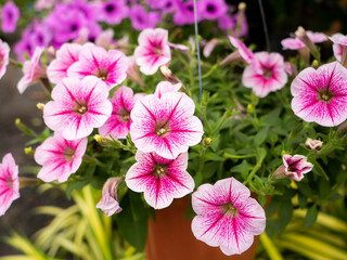 Wall Mural - Bunch of White Pink Petunia hanging