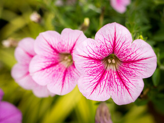 Wall Mural - White Pink Petunia Flowers hanging