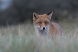 Fototapeta Zwierzęta - Cute red fox relaxing in the high grass that is ready for a nap, photographed in the dunes of the Netherlands.