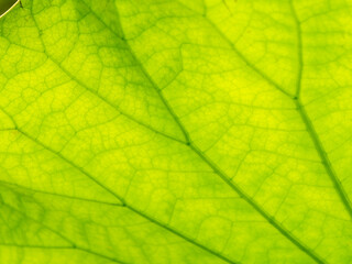 Wall Mural - Abstract of The Branch Lines of The Lotus Leaf