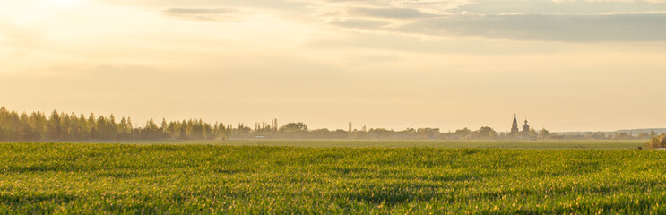 Fototapete - The old church in the village against the background of a field of young wheat in the rays of the setting sun. Rural landscape, panoramic banner. Young wheat field in sunset.