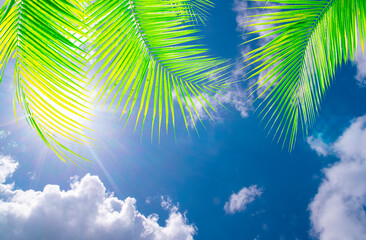 Wall Mural - blue sky background with green coconut palm leaves,and sunshine,relax or holiday season concept