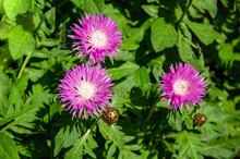 Purple Asters Flowers Close Up Nature Background