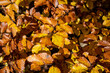 Autumn red and orange leaves