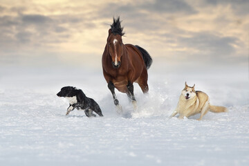 Wall Mural - bay horse play with dog in snow winter field
