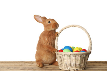 Wall Mural - Adorable furry Easter bunny near wicker basket with dyed eggs on wooden table against white background