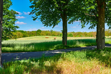 View over fields to a forest edge under a blue sky with white clouds.