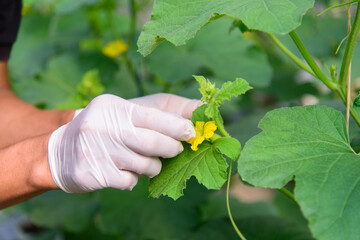 Use paintbrush for Pollinate of Melon flower in green house