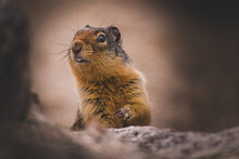 Ground Squirrel At Bugaboo Provincial Park, Alberta, Canada
