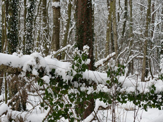 Canvas Print - Winterlandschaft