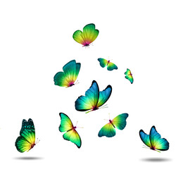 Aufkleber - flock of green butterflies isolated on a white background