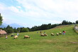 まきば公園（八ヶ岳牧場）　山梨県の野辺山高原にある牧場　　羊たちが牧草を食み、人々が戯れる。