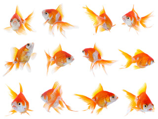 Wall Mural - Beautiful bright small goldfish on white background, collage