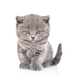 Wall Mural - Cute tiny kitten sits in front view and looks at camera. isolated on white background