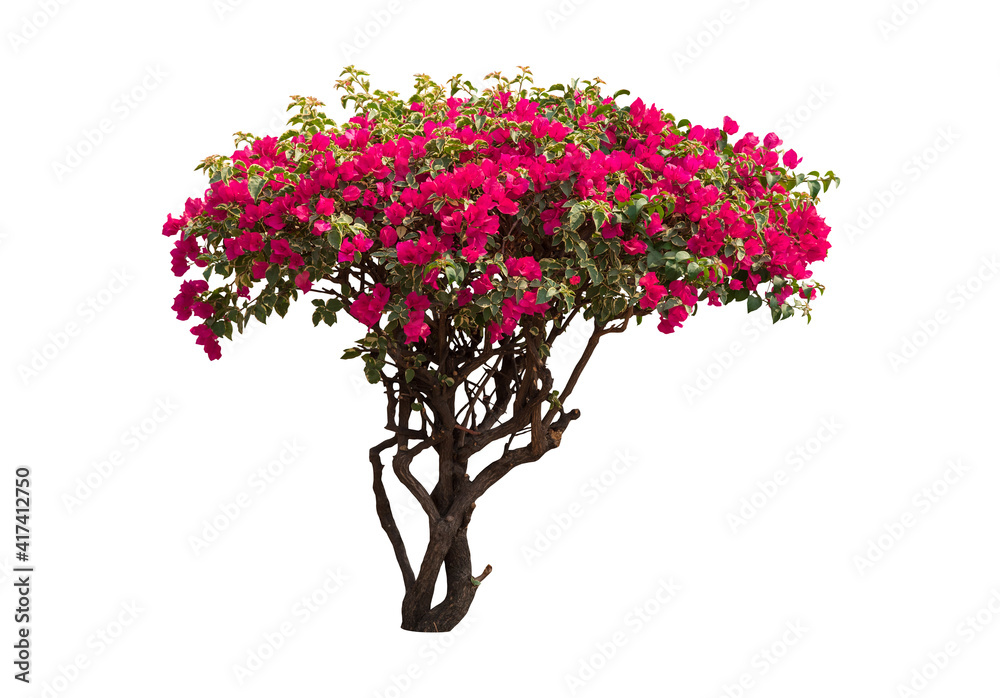 Bougainvilleas tree isolated on white background with clipping path - obrazy, fototapety, plakaty 