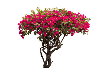 Bougainvilleas tree isolated on white background with clipping path