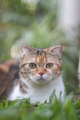 Canvas Print - scottish fold cat sitting in the garden with green grass. Calico cat looking at camera.Vertical photo technique.