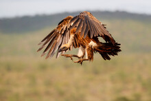 White Backed Vulture Flying Before Landing In Zimanga Game Reserve In Kwa Zulu Natal In South Africa