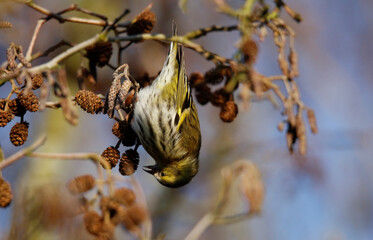 Female siskin feeding on alder seeds in the woods