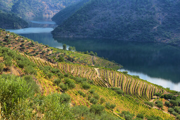 Sticker - Scenic view of Alto Douro Vinhateiro, Portugal