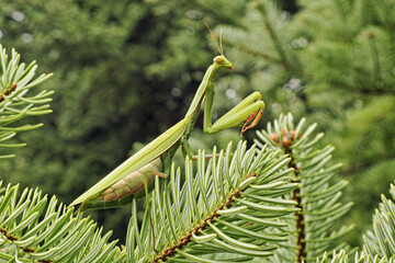 Wall Mural - european mantis