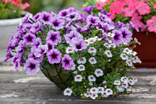 Flower Arrangement Of Purple Petunias With Dark Veins And White Calibrachoa In The Garden
