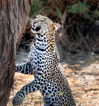 Portrait Of A Leopard Looking Up A Tree, Zimbabwe
