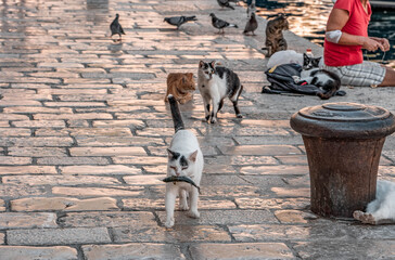 Cat with fish on stone riva by Dubrovnik old town port in Croatia summer