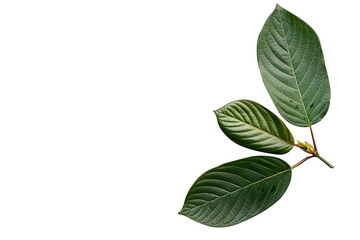 mitragyna speciosa korth leaf (kratom) on White background