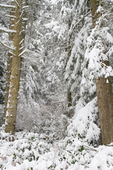 Wall Mural - A forest covered in snow during a winter snow storm