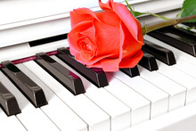 Beautiful Red Rose On Grand Piano Keyboard. Moscow, Russia