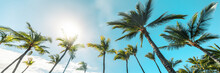 Summer Beach Background Palm Trees Against Blue Sky Banner Panorama, Tropical Caribbean Travel Destination.