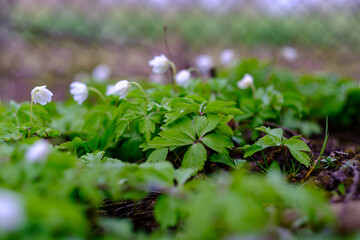 small white spring flowers on green wet background surface