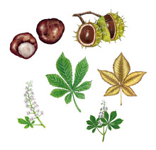 Botanic Realistic Watercolor Hand Drawn Illustration Of Horse Chestnut (Aesculus Hippocastanum) With Leaves, Flowers And Hedgehog With Nuts