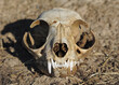 domestic cat skull outside in natrural dirt background