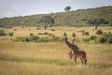 Two Giraffes Walk Behind Each Other Looking For The Rest Of Their Herd