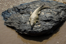 A Crocodile On A Rock Waits For Some Animal To Dare To Cross The Mara River To Be Caught