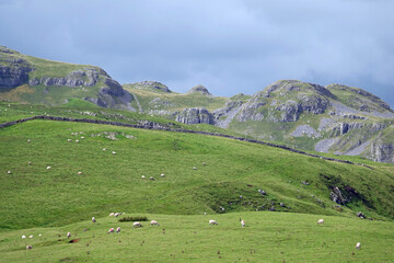 Canvas Print - Beautiful view of a herd of sheep on green pasture