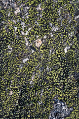 Wall Mural - Natural texture of a stone covered with lichen. Lichenes patterns on a rock surface. Natural background. Closeup top view. The nature of the Arctic. Polar region.