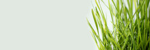 Green Grass Close-up. Banner Copy Space For Text Using As Summer Background Natural Green Plants Landscape, Ecology, Fresh Wallpaper Concept.