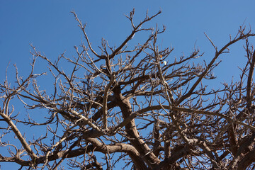 Low angle partial view of the crown of a bare tree under the blue winter sky in southern California